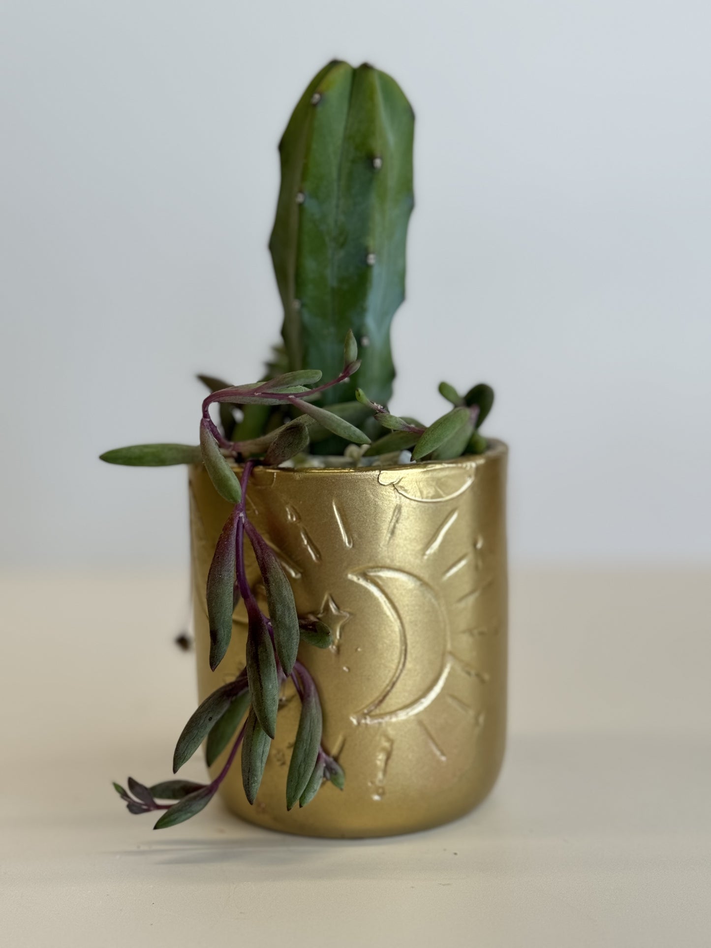 Gold Potted Succulent